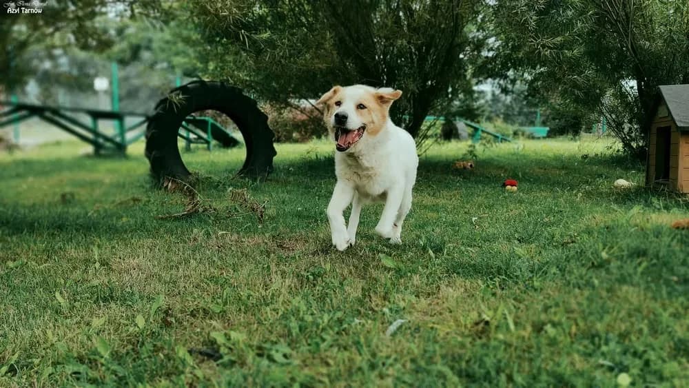 Misiek, male Mixed Breed for adoption at Azyl dla Zwierząt w Tarnowie, Tarnów