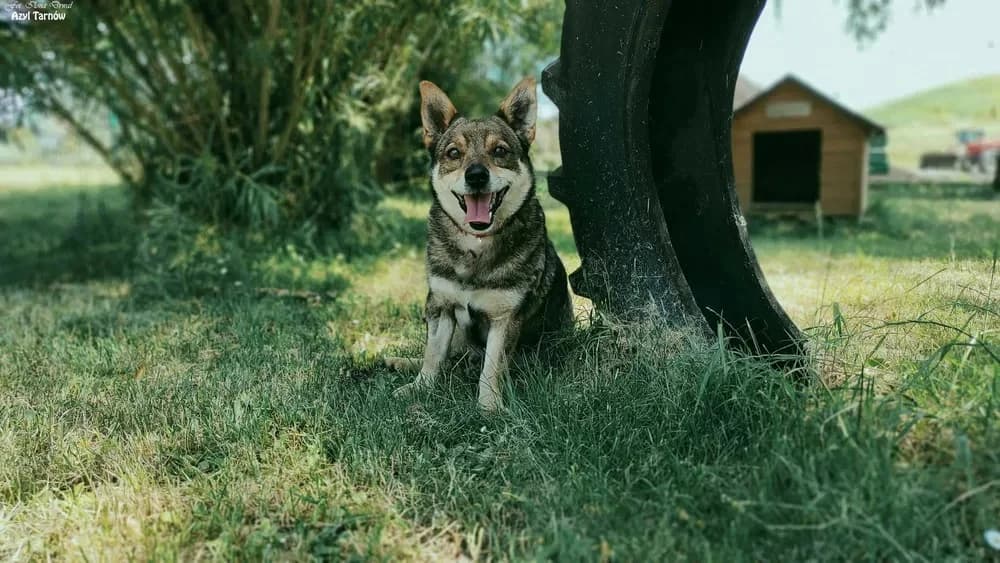 Rako, male Mixed Breed for adoption at Azyl dla Zwierząt w Tarnowie, Tarnów