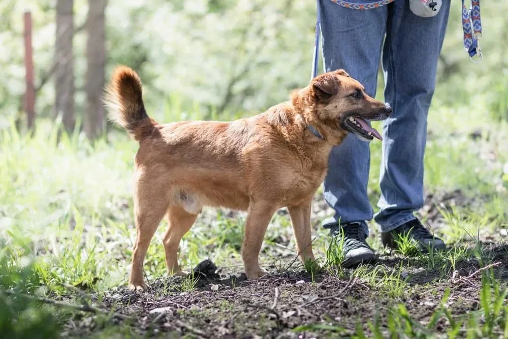 BARY, male 5yo Mixed Breed for adoption at Azyl dla Zwierząt w Tarnowie, Tarnów