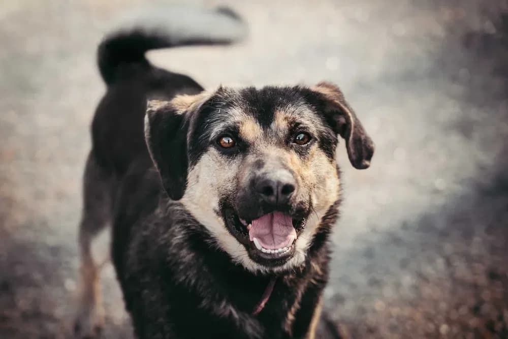 Scrapy, male Mixed Breed for adoption at Azyl dla Zwierząt w Tarnowie, Tarnów