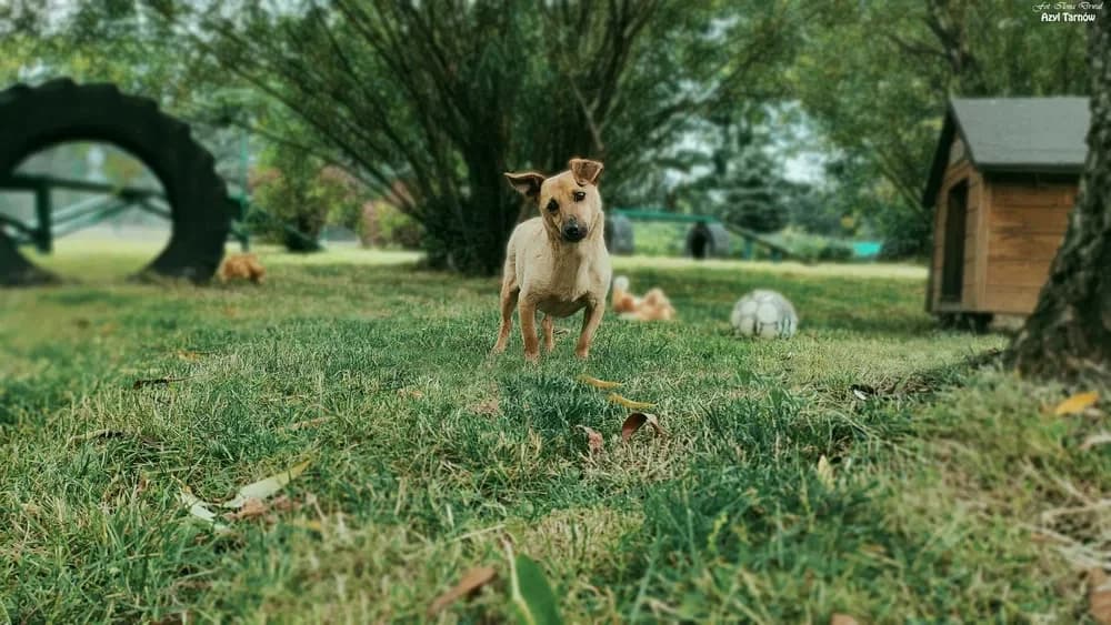 Jimy, male Mixed Breed for adoption at Azyl dla Zwierząt w Tarnowie, Tarnów