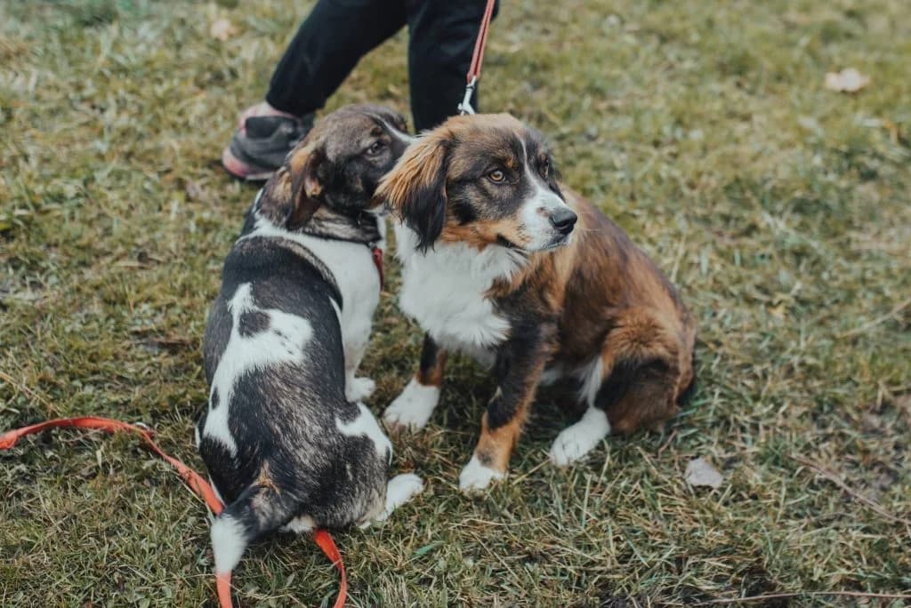 FLIP i FLAP, male Mixed Breed for adoption at Azyl dla Zwierząt w Tarnowie, Tarnów