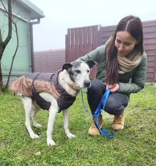 CHUDY, male senior Mixed Breed for adoption at Azyl dla Zwierząt w Tarnowie, Tarnów