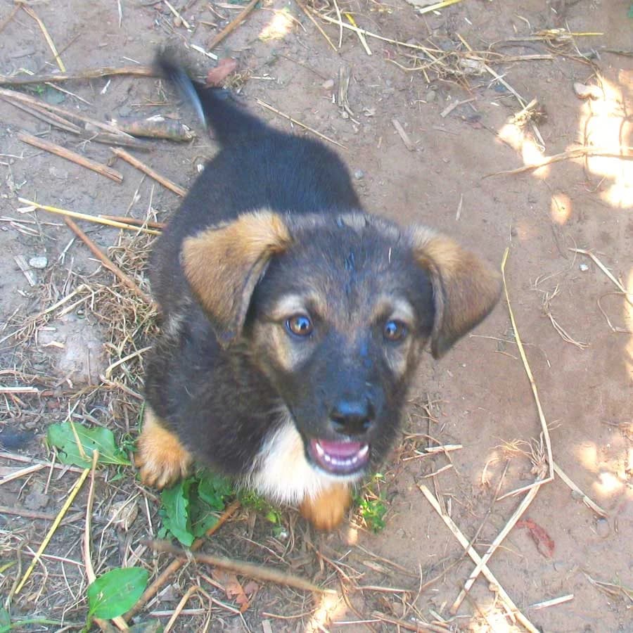 Gucio, mały pies do adopcji, Warszawa, male senior Mixed Breed for adoption at Canis Fundacja