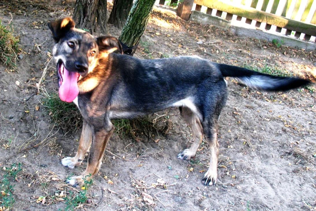 Fredzia, suka do adopcji, Warszawa, female Mixed Breed for adoption at Canis Fundacja