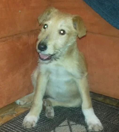 Sunia Frida, female puppy Mixed Breed for adoption at Canis Fundacja