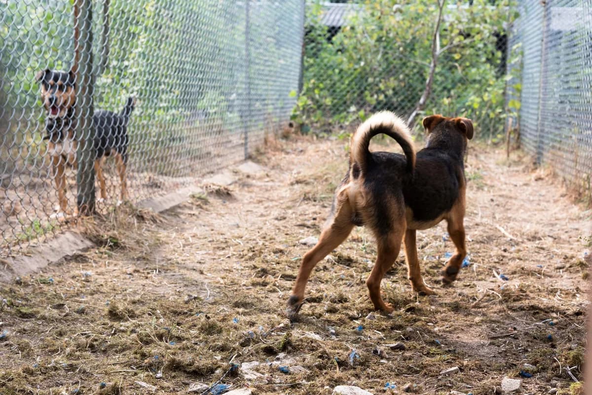 Lolek szuka bezpiecznego kącika, male Mixed Breed for adoption at Canis Fundacja