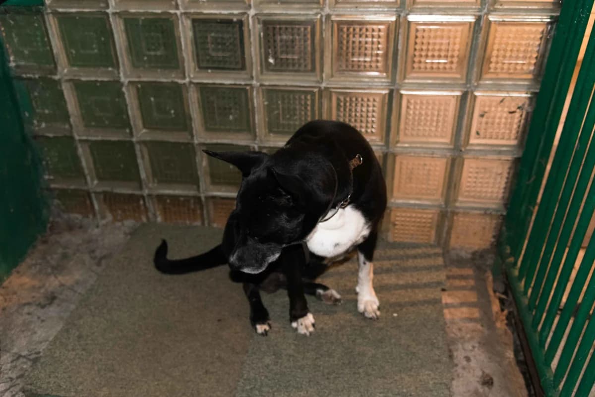 Buba, suka do adopcji, Warszawa, female Mixed Breed for adoption at Canis Fundacja