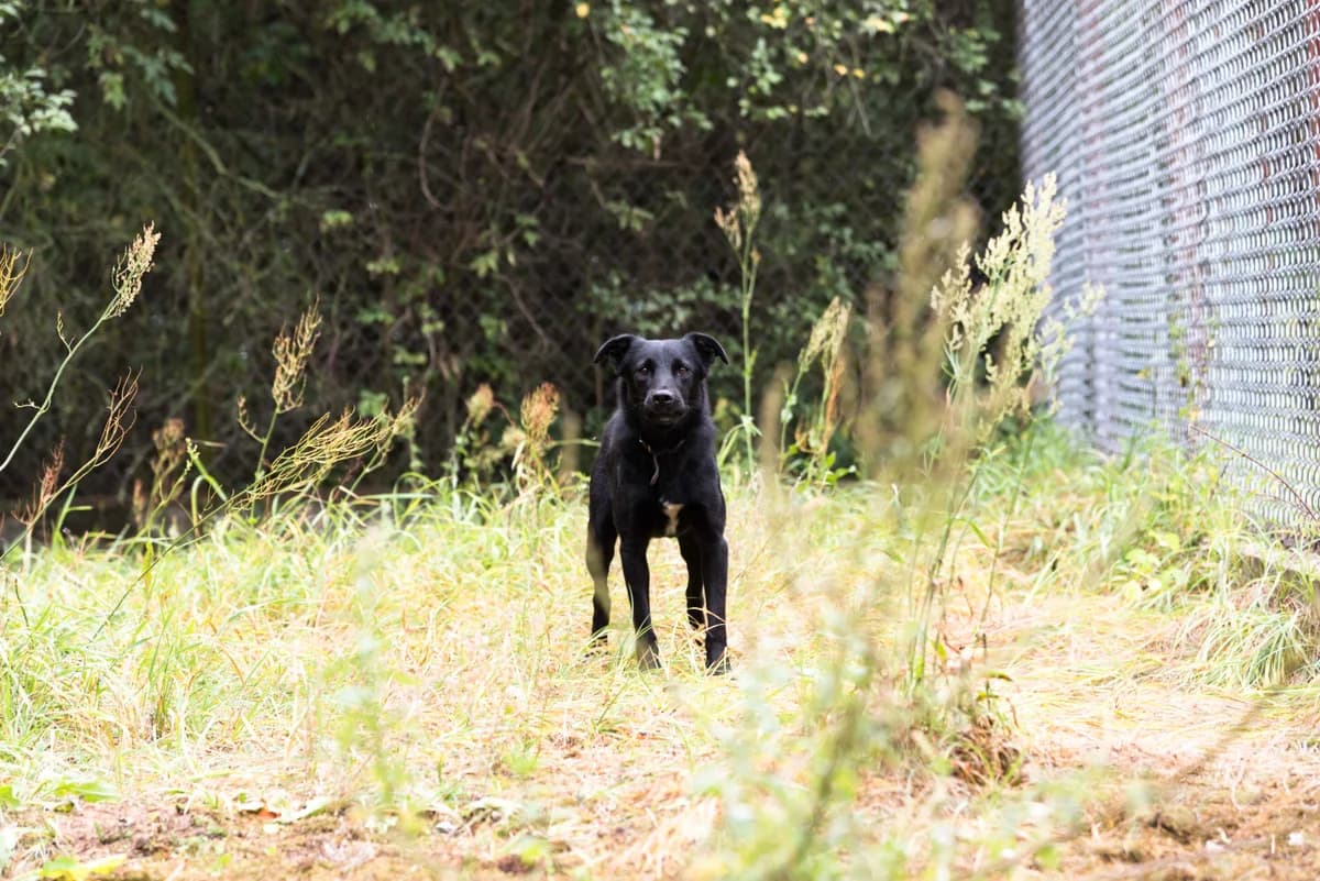 Bambo, pies do adopcji, Warszawa, male senior Mixed Breed for adoption at Canis Fundacja