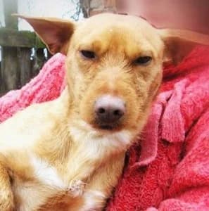 Jacuś, pies do adopcji, Warszawa, female Mixed Breed for adoption at Canis Fundacja