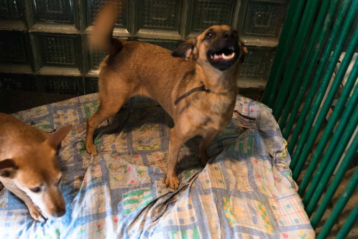 Inga, suczka do adopcji, Warszawa, female Mixed Breed for adoption at Canis Fundacja