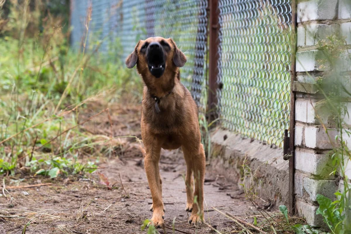 Złoty, pies do adopcji, Warszawa, male senior Mixed Breed for adoption at Canis Fundacja