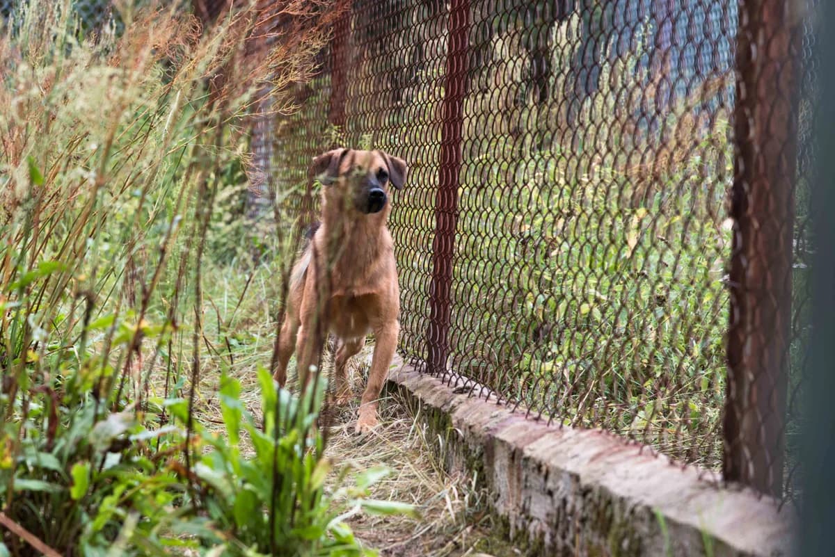 Laluś Nr 2, pies do adopcji, Warszawa, male senior Mixed Breed for adoption at Canis Fundacja