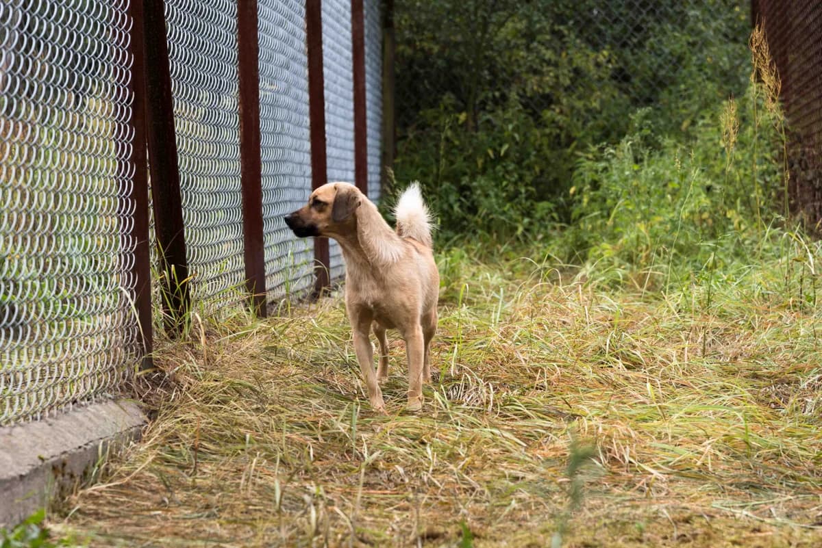 Latawiec, suczka do adopcji, Warszawa, female senior Mixed Breed for adoption at Canis Fundacja