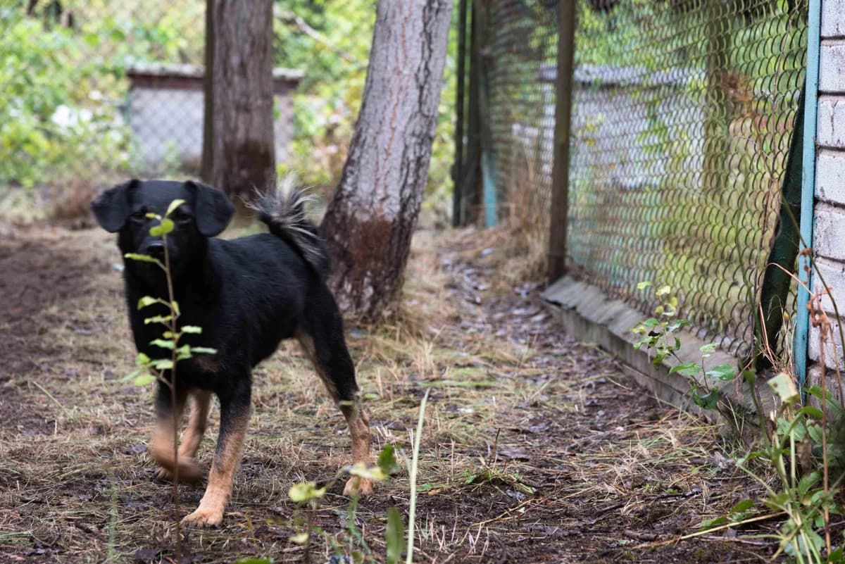 Chaber, pies do adopcji, Warszawa, male senior Mixed Breed for adoption at Canis Fundacja