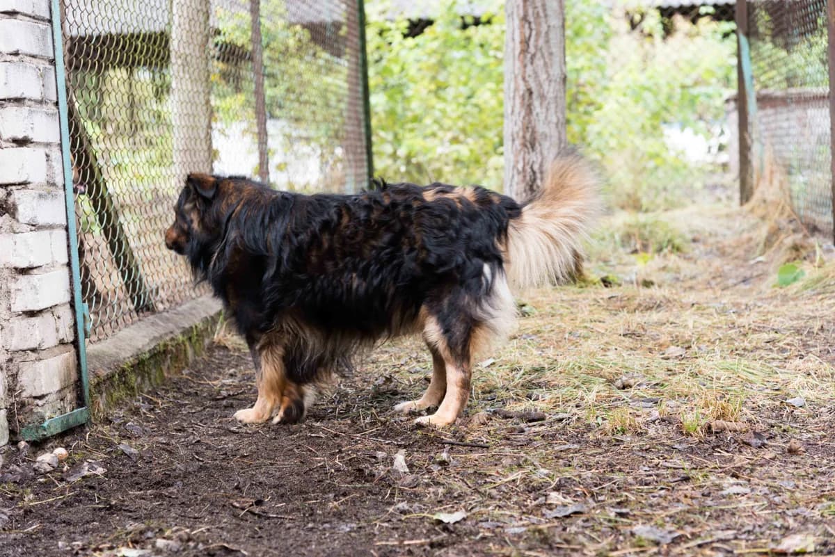 Gabik, pies do adopcji, Warszawa, male senior Mixed Breed for adoption at Canis Fundacja