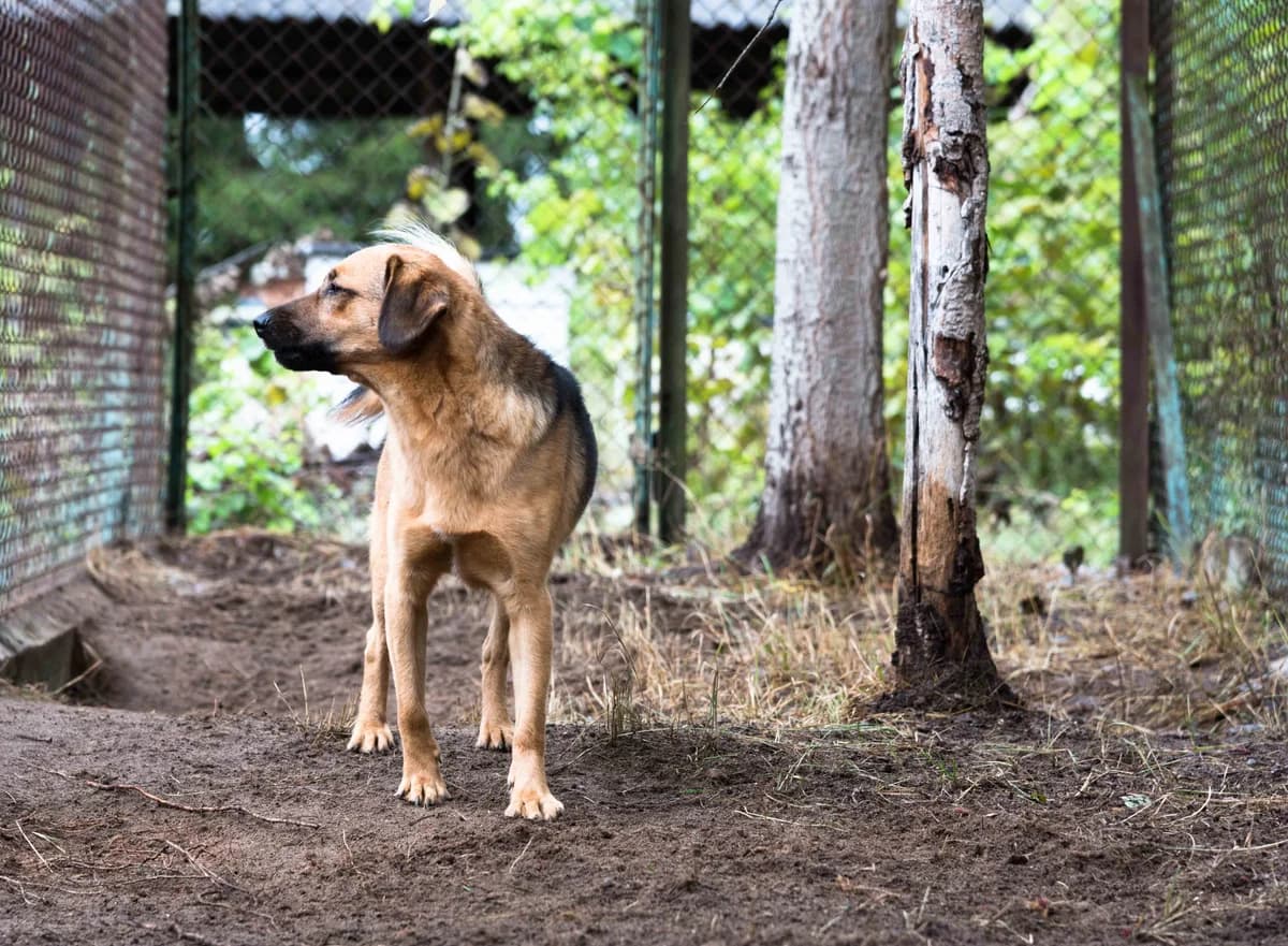 Laluś Nr 1, pies do adopcji, Warszawa, male Mixed Breed for adoption at Canis Fundacja