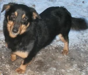 Misio vel Jasio, żywiołowy przystojniak, pies do adopcji, Warszawa, male Mixed Breed for adoption at Canis Fundacja