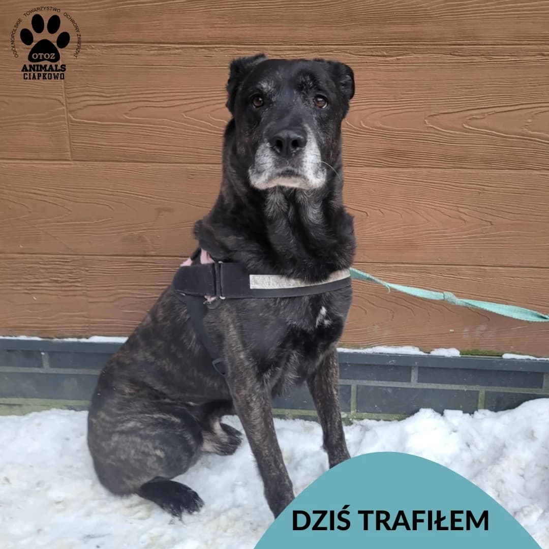 Borys, male Mixed Breed for adoption at OTOZ Animals Schronisko Ciapkowo