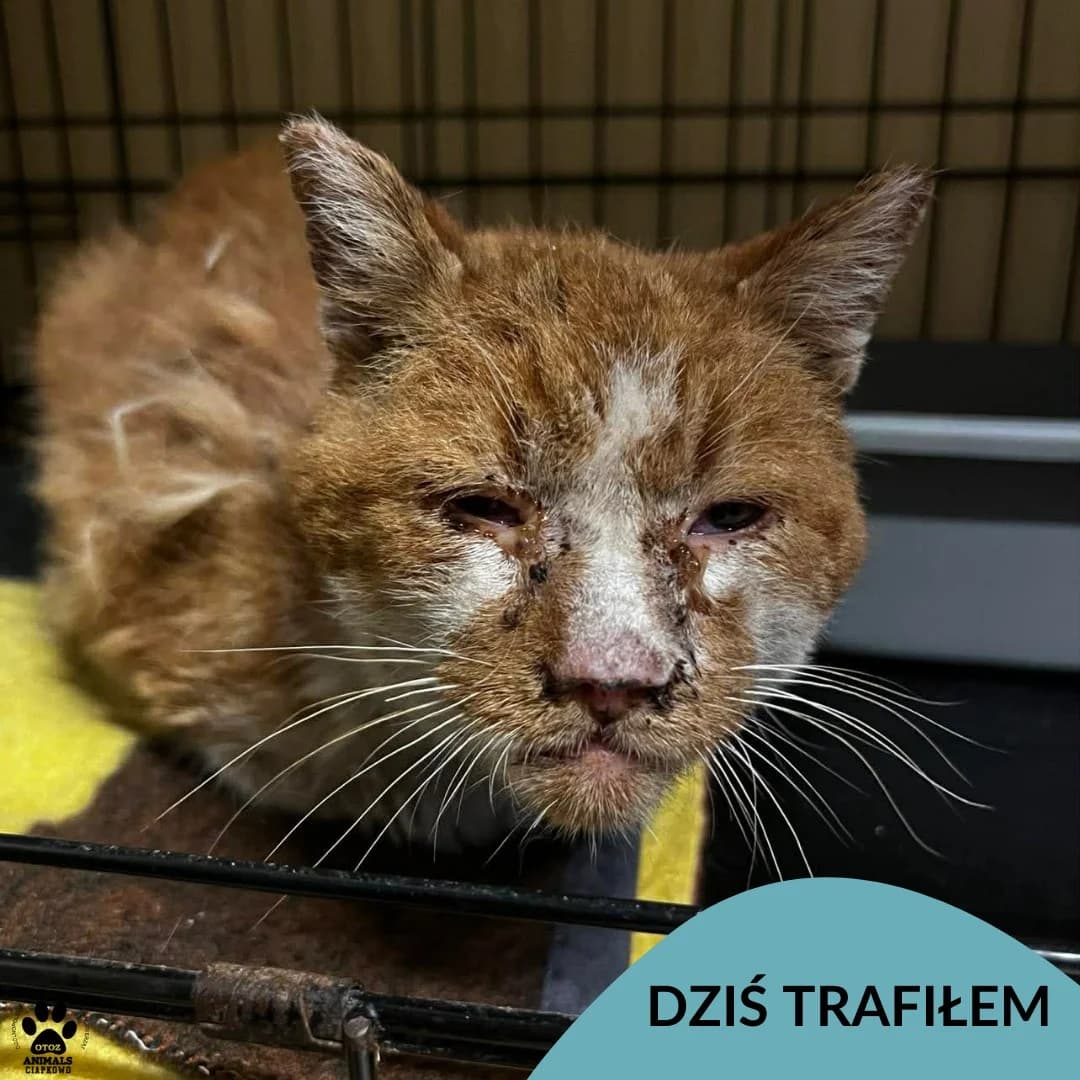 Chuligan, male Mixed Breed for adoption at OTOZ Animals Schronisko Ciapkowo