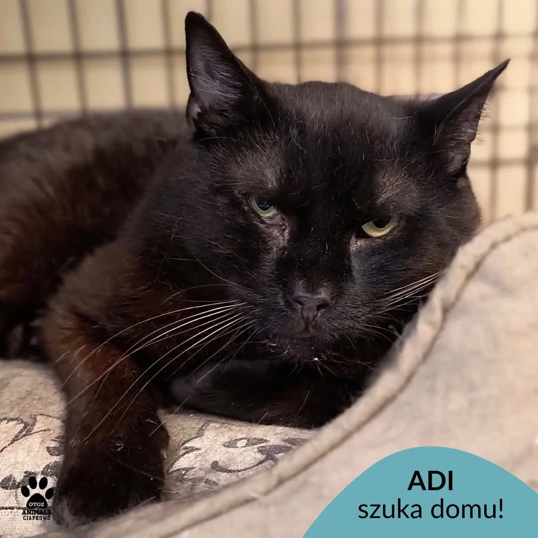 Adi,  senior Mixed Breed for adoption at OTOZ Animals Schronisko Ciapkowo