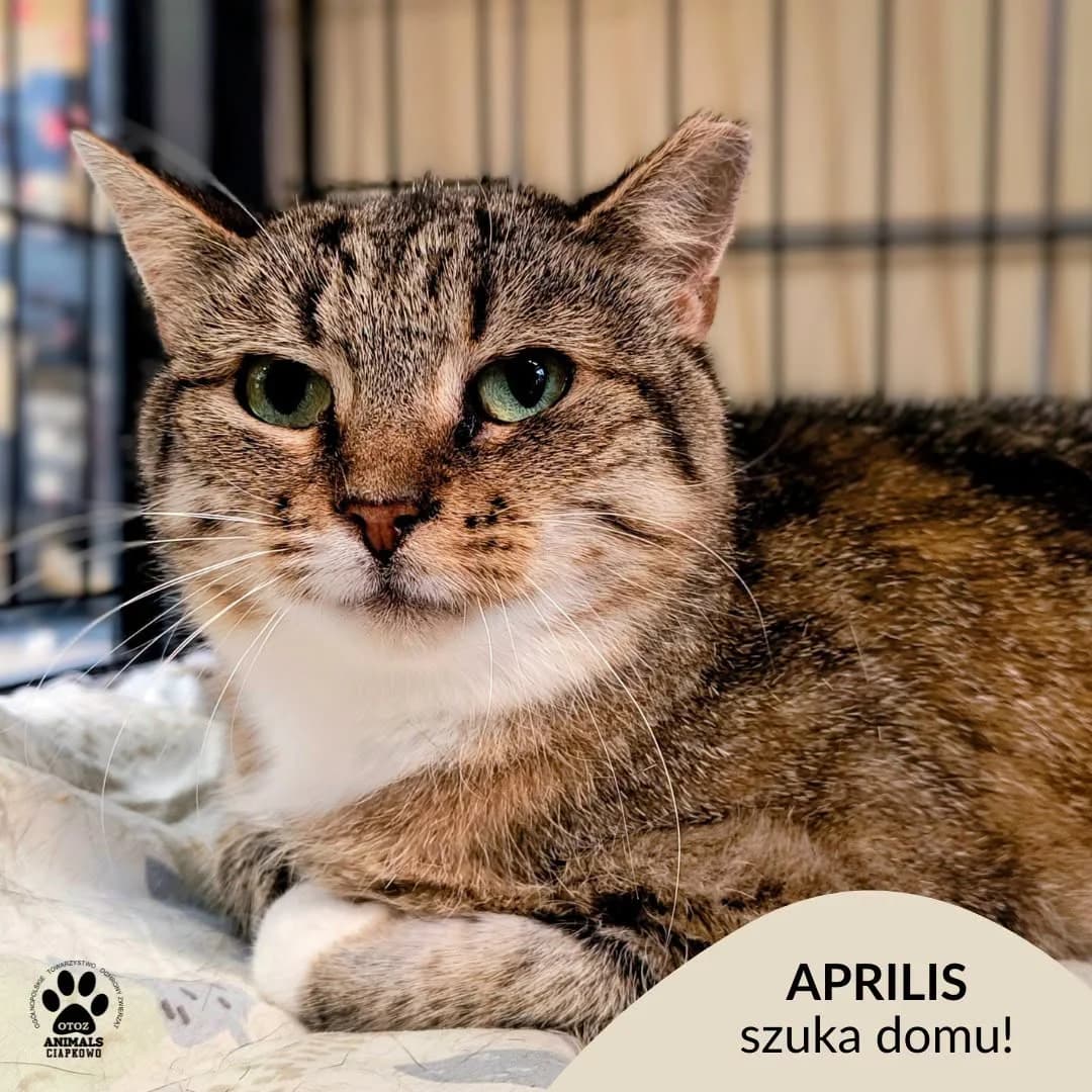 Aprilis,  3yo Mixed Breed for adoption at OTOZ Animals Schronisko Ciapkowo