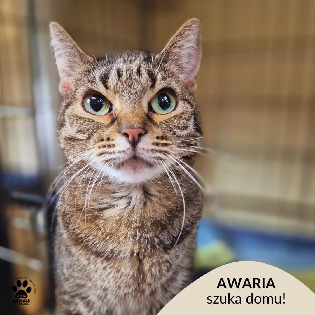 Awaria, female 3yo Mixed Breed for adoption at OTOZ Animals Schronisko Ciapkowo