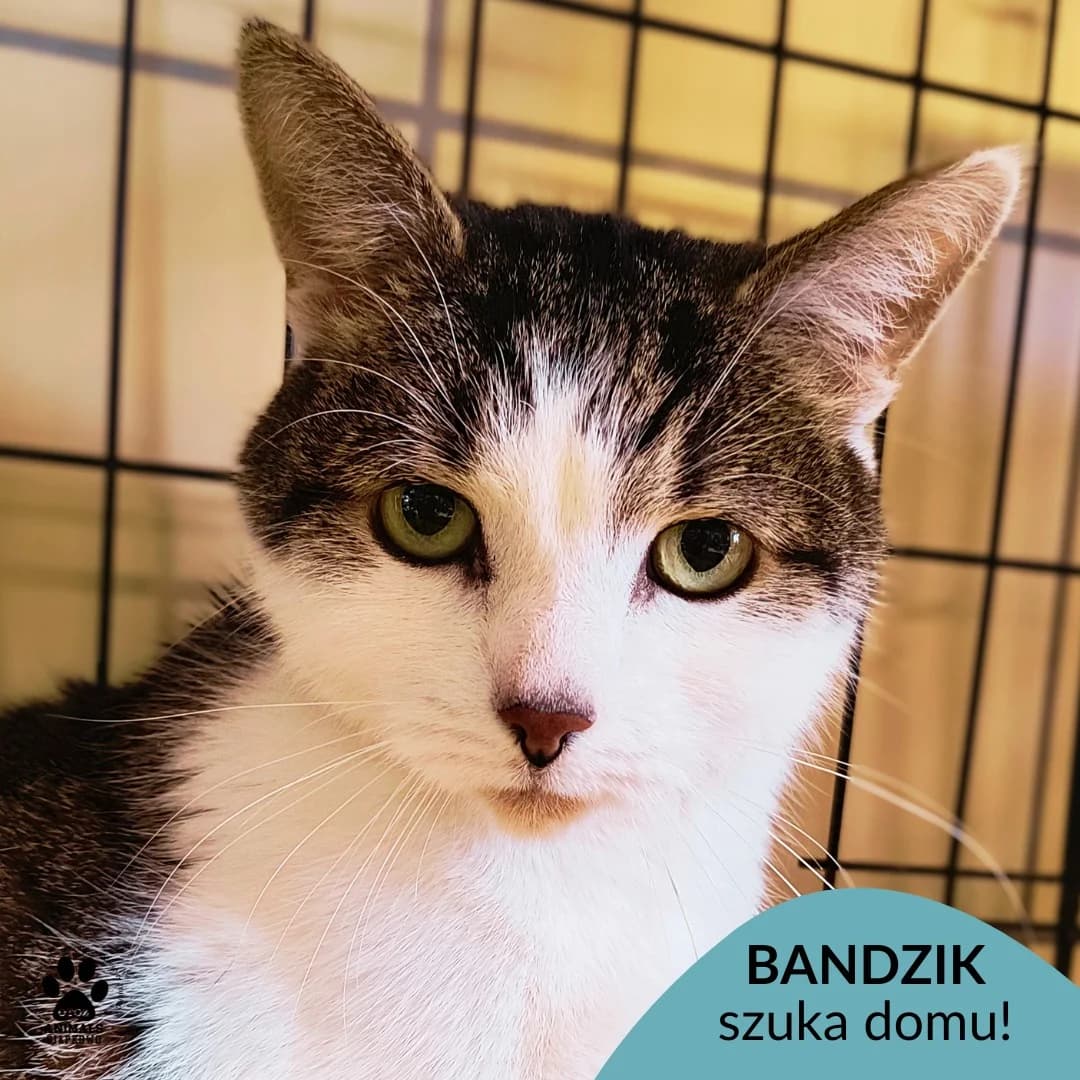 Bandzik,  senior Mixed Breed for adoption at OTOZ Animals Schronisko Ciapkowo