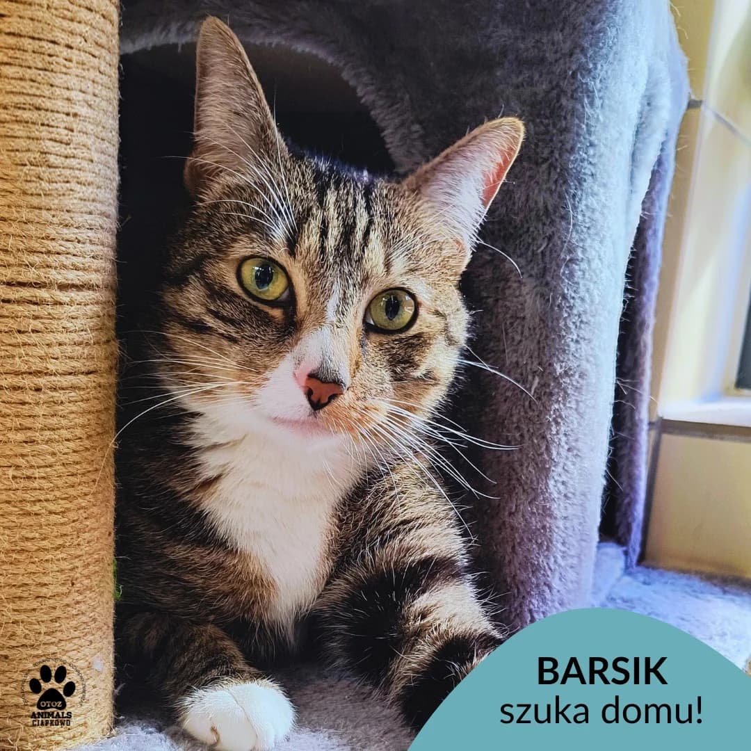 Barsik,  young Mixed Breed for adoption at OTOZ Animals Schronisko Ciapkowo
