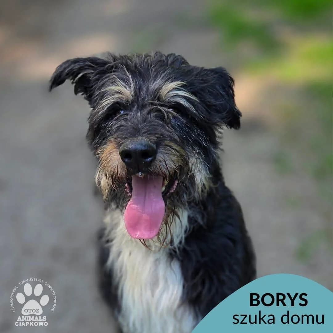 Borys, male senior Mixed Breed for adoption at OTOZ Animals Schronisko Ciapkowo