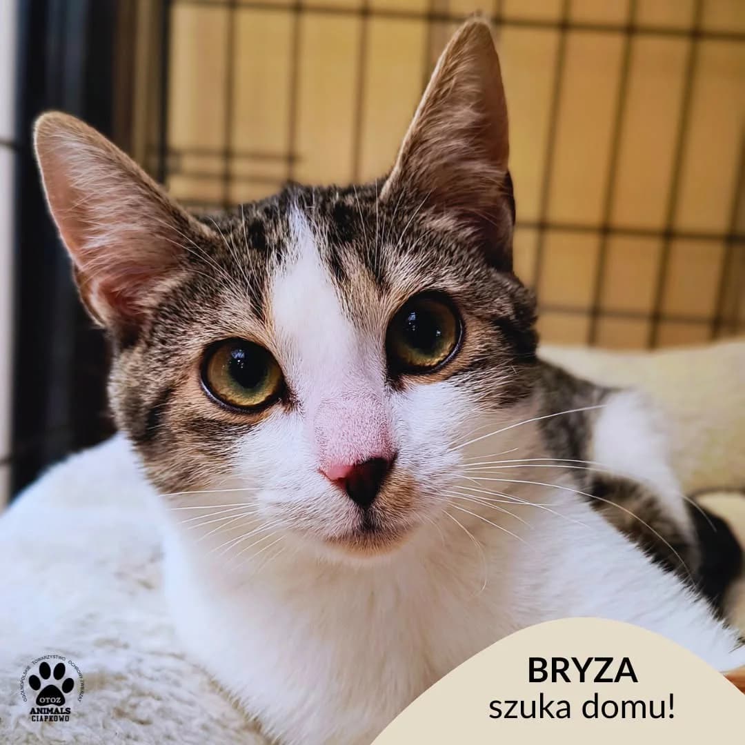 Bryza, female 5yo Mixed Breed for adoption at OTOZ Animals Schronisko Ciapkowo
