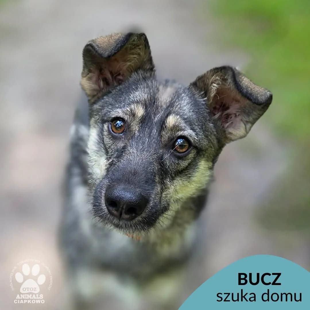 Bucz, male young Mixed Breed for adoption at OTOZ Animals Schronisko Ciapkowo