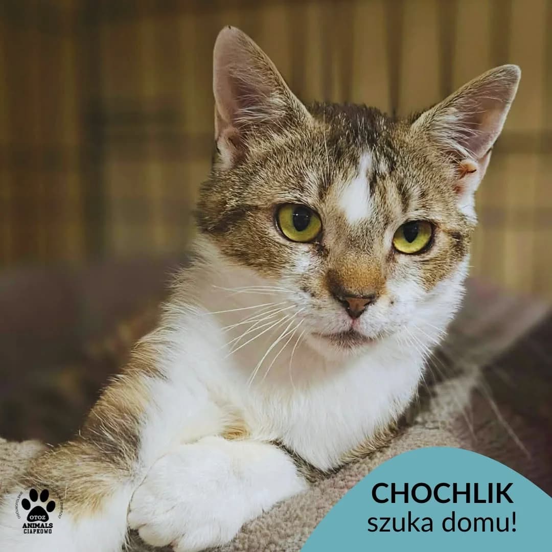 Chochlik,  5yo Mixed Breed for adoption at OTOZ Animals Schronisko Ciapkowo