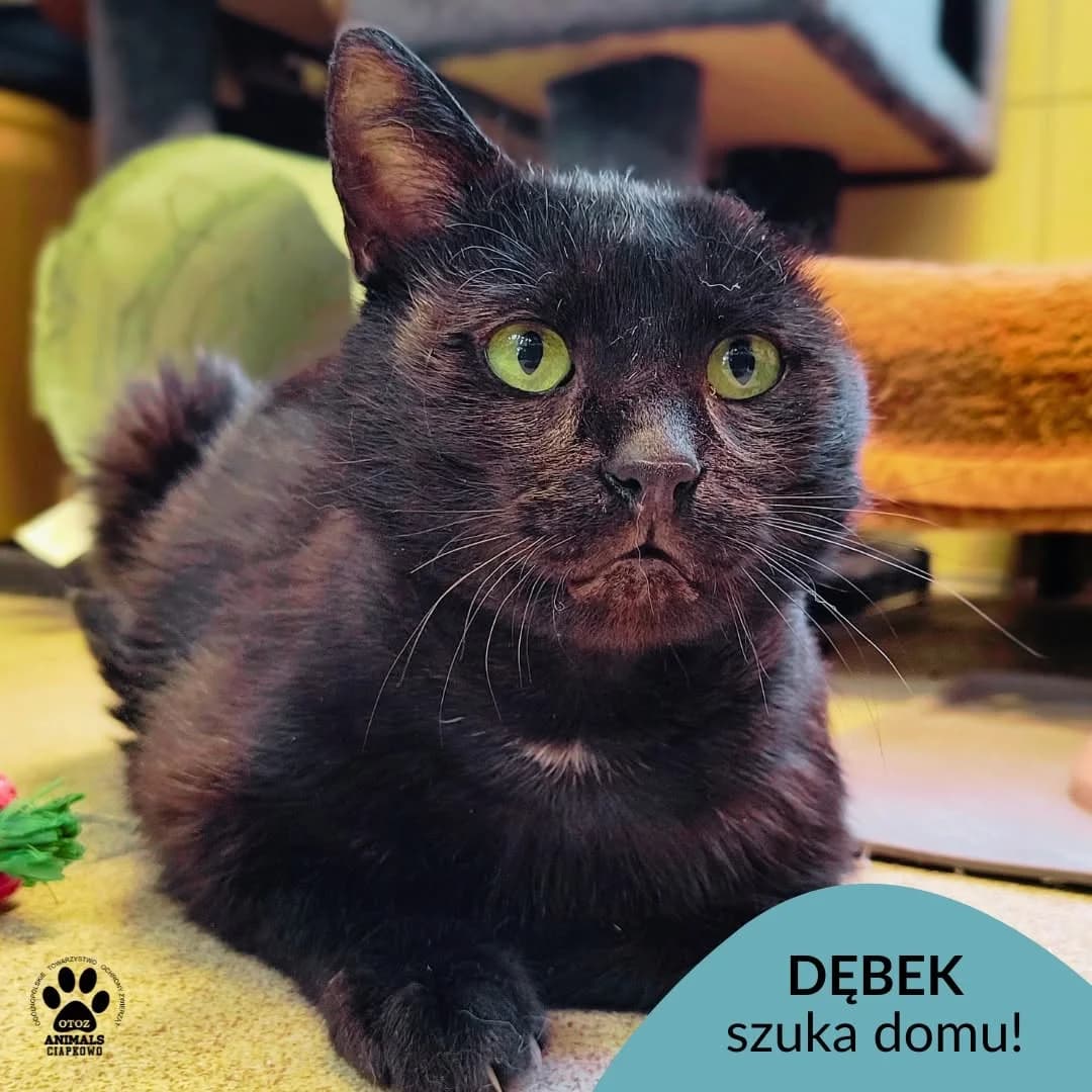 Dębek,  4yo Mixed Breed for adoption at OTOZ Animals Schronisko Ciapkowo