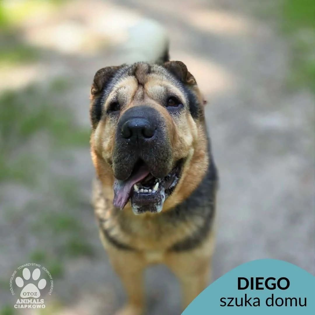 Diego, male 4yo Mixed Breed for adoption at OTOZ Animals Schronisko Ciapkowo