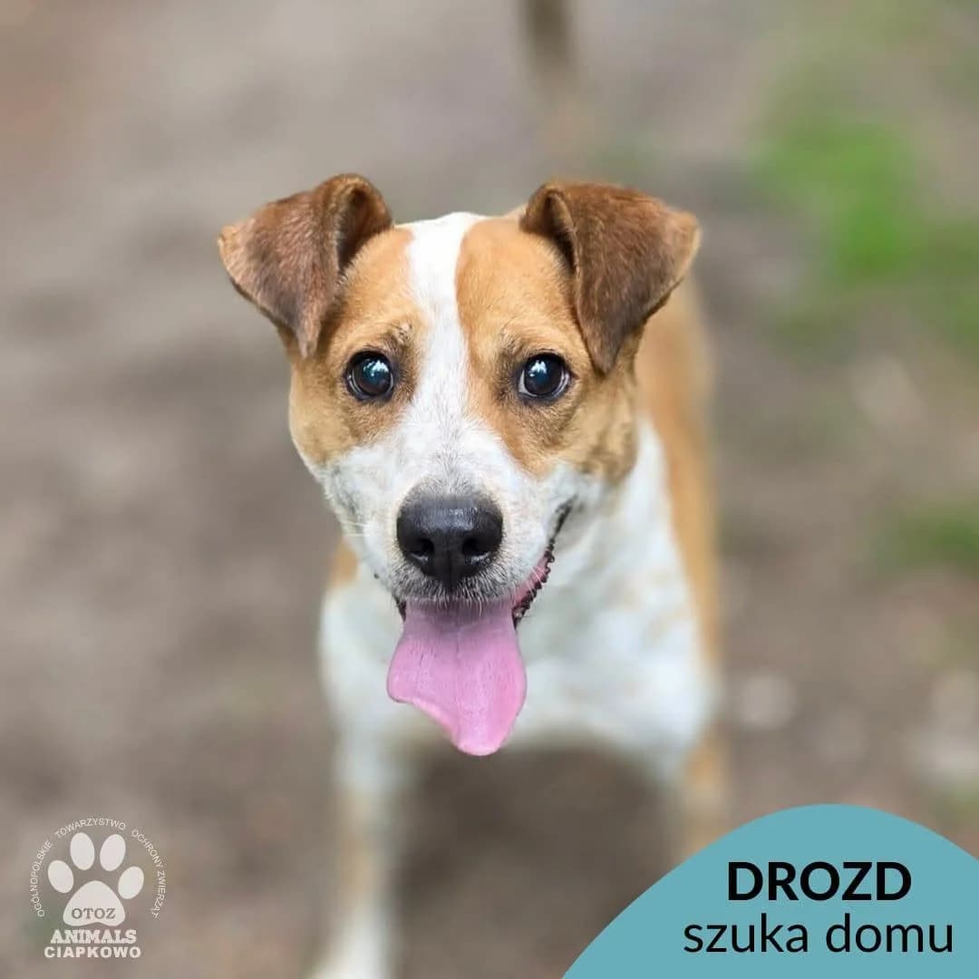 Drozd, male 7yo Mixed Breed for adoption at OTOZ Animals Schronisko Ciapkowo