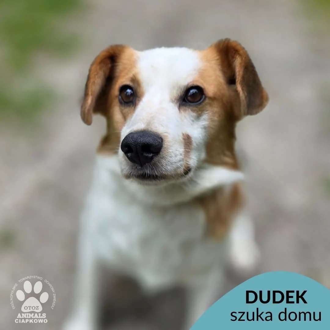Dudek, male 3yo Mixed Breed for adoption at OTOZ Animals Schronisko Ciapkowo