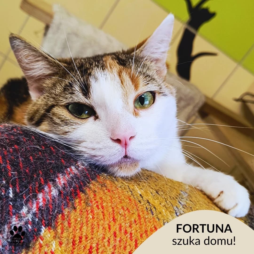 Fortuna, female young Mixed Breed for adoption at OTOZ Animals Schronisko Ciapkowo