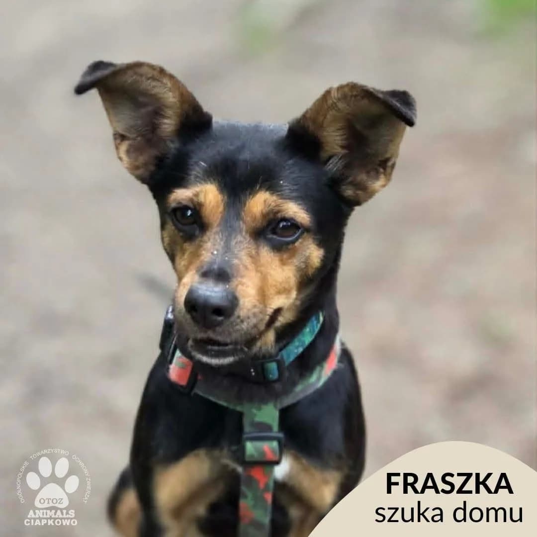 Fraszka,  6yo Mixed Breed for adoption at OTOZ Animals Schronisko Ciapkowo