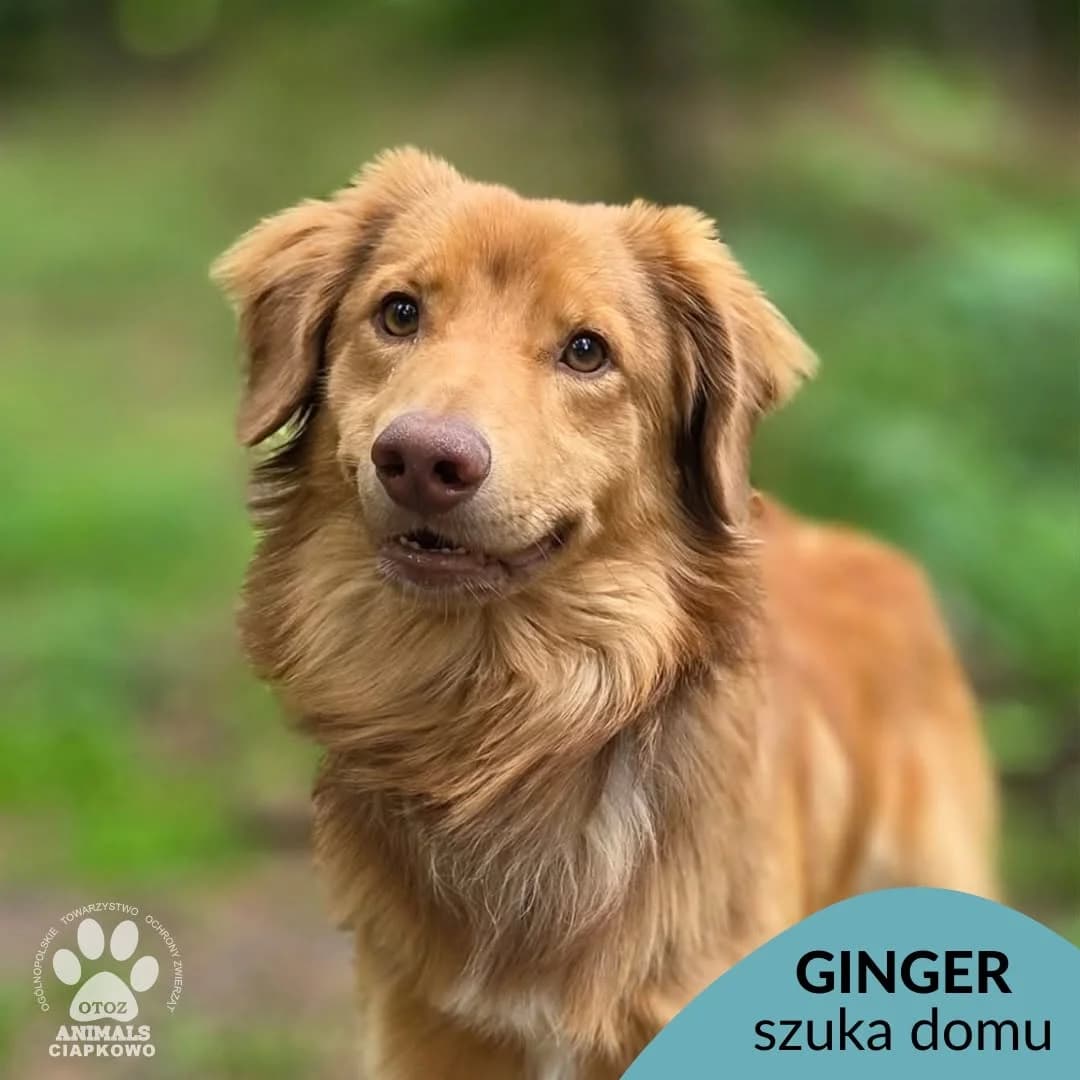 Ginger, male young Mixed Breed for adoption at OTOZ Animals Schronisko Ciapkowo