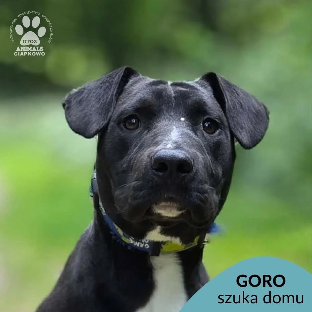 Goro, male young Mixed Breed for adoption at OTOZ Animals Schronisko Ciapkowo