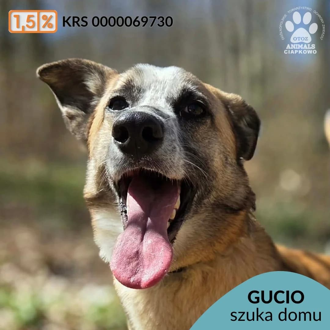 Gucio, male 5yo Mixed Breed for adoption at OTOZ Animals Schronisko Ciapkowo