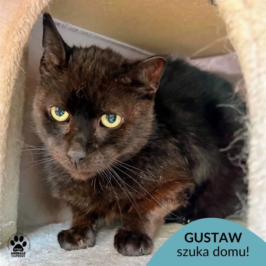 Gustaw,  5yo Mixed Breed for adoption at OTOZ Animals Schronisko Ciapkowo