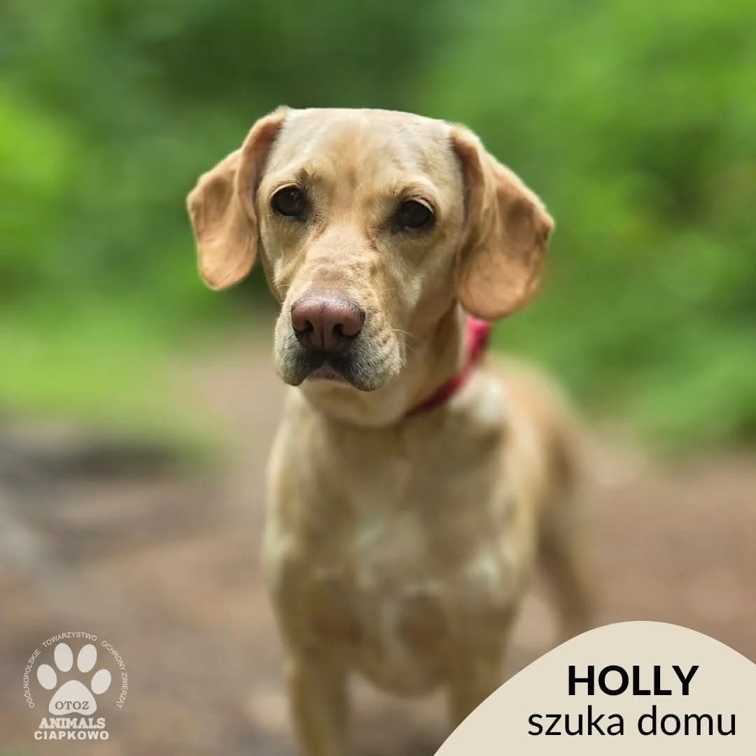 Holly,  senior Mixed Breed for adoption at OTOZ Animals Schronisko Ciapkowo