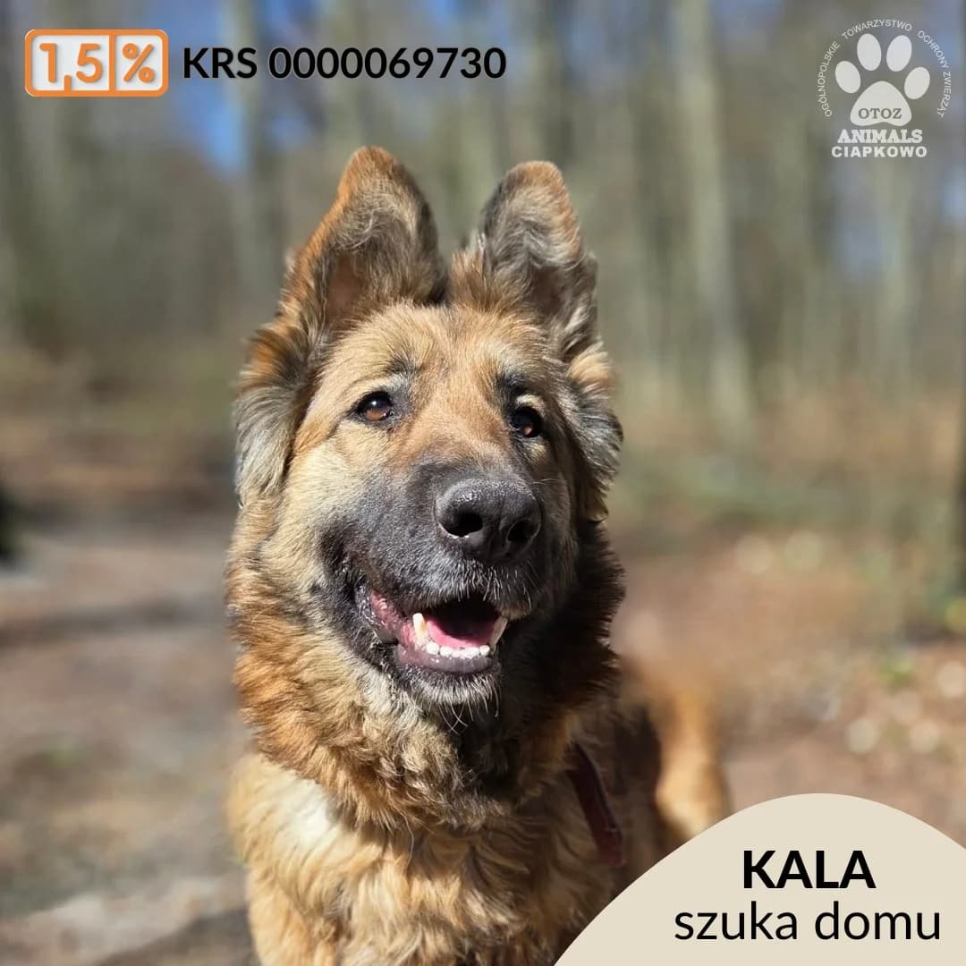 Kala,  5yo Mixed Breed for adoption at OTOZ Animals Schronisko Ciapkowo