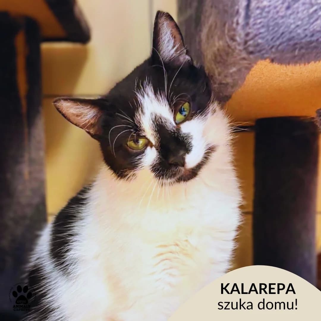 Kalarepa, female young Mixed Breed for adoption at OTOZ Animals Schronisko Ciapkowo