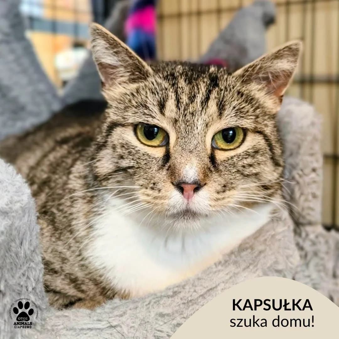 Kapsułka, female 3yo Mixed Breed for adoption at OTOZ Animals Schronisko Ciapkowo