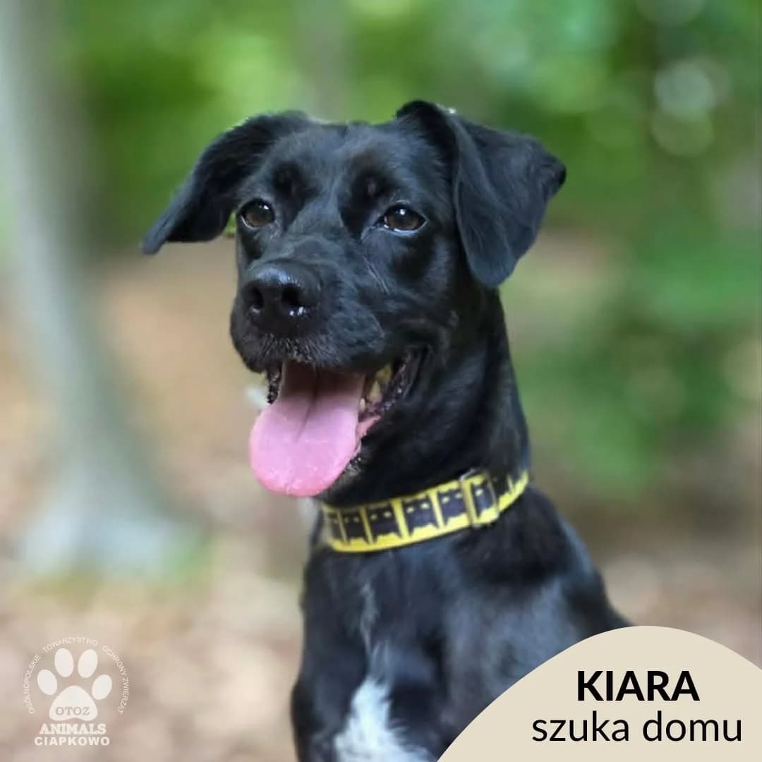 Kiara,  5yo Mixed Breed for adoption at OTOZ Animals Schronisko Ciapkowo