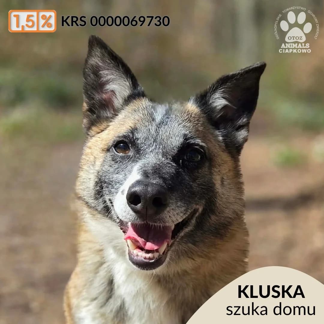 Kluska,  6yo Mixed Breed for adoption at OTOZ Animals Schronisko Ciapkowo
