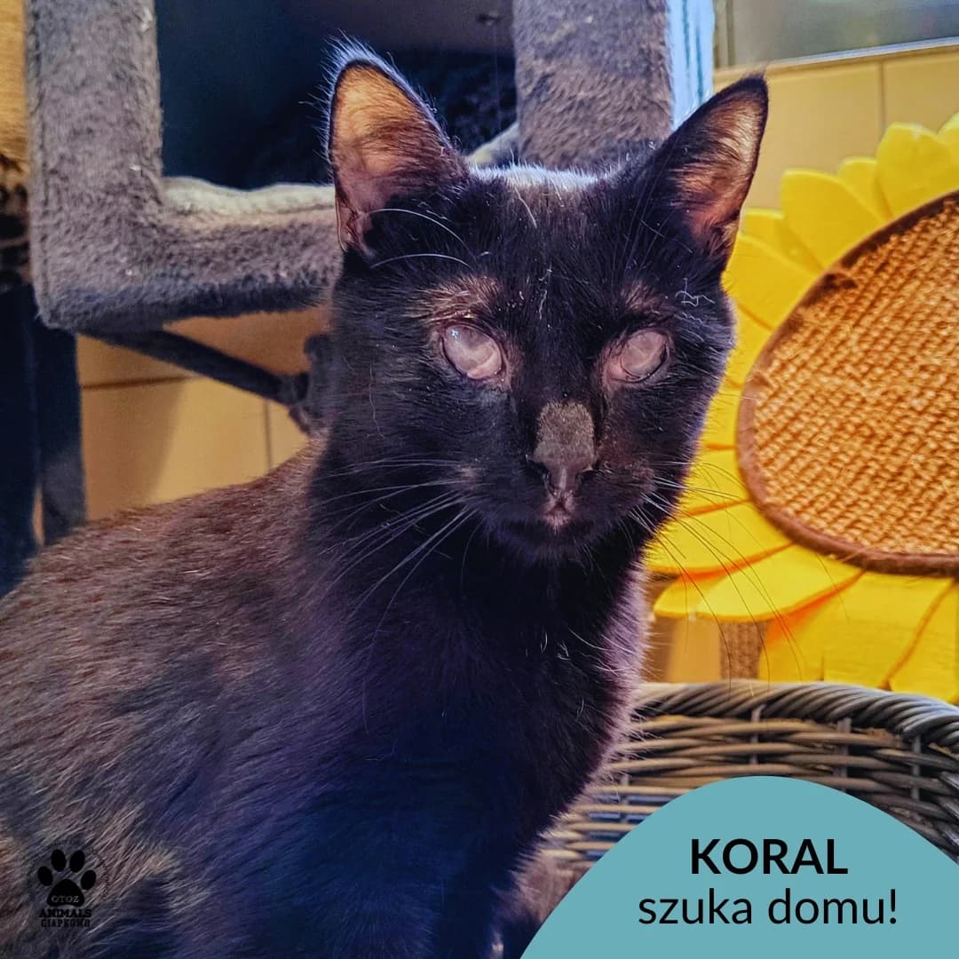 Koral,  young Mixed Breed for adoption at OTOZ Animals Schronisko Ciapkowo
